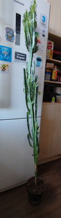 Цветы комнатные,домашние