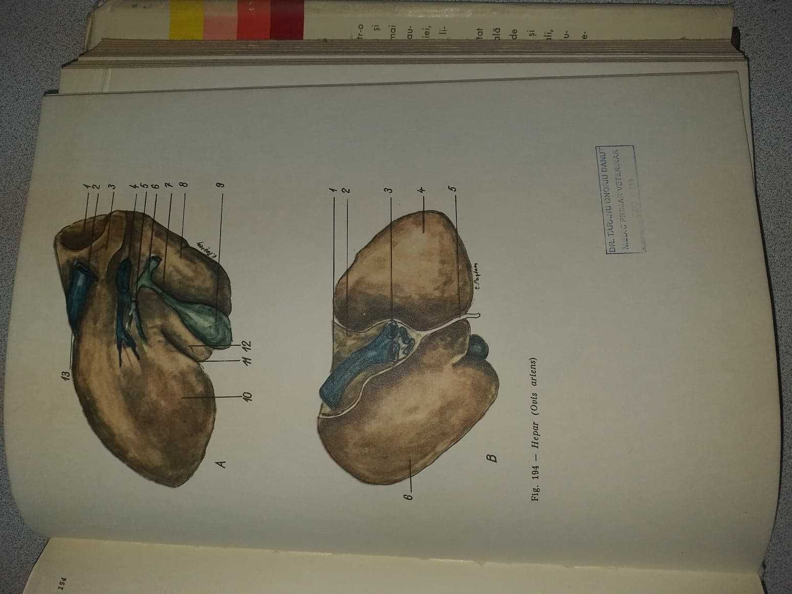 Atlas practic Anatomie Veterinara