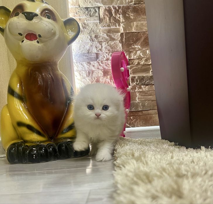 Шотланский Скоттиш Фолд!