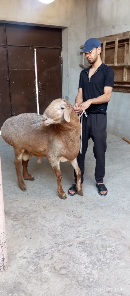 Qoʻchqor sotiladi