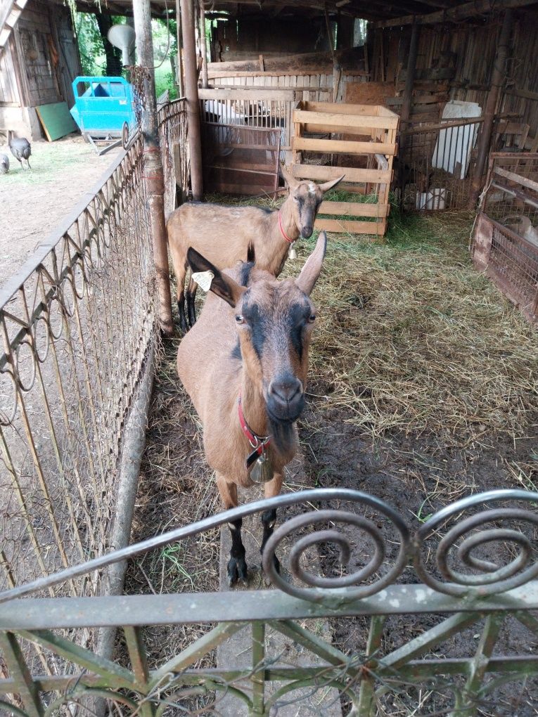 Vand o iada alpina franceza de anul trecut din capra de 7 8 litri  pe