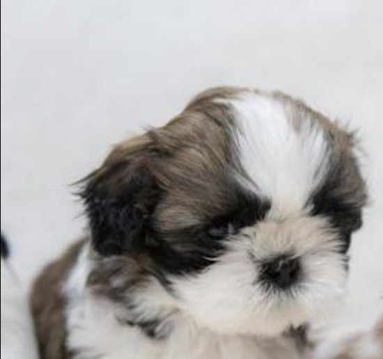 Shih-tzu talie mica