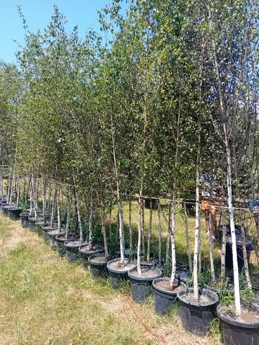 Vând copaci ornamentali pentru umbrire