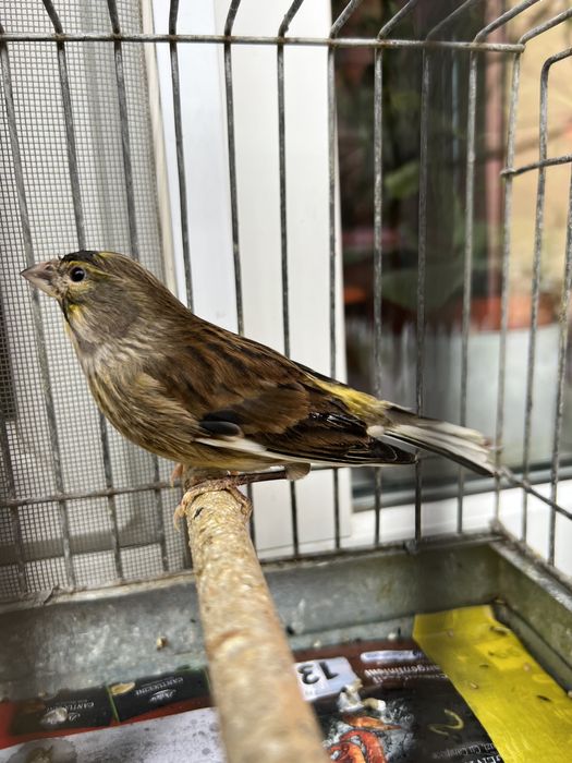 Vand Canari Slavujari