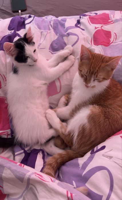 URGENT donez 2 motani iubitori