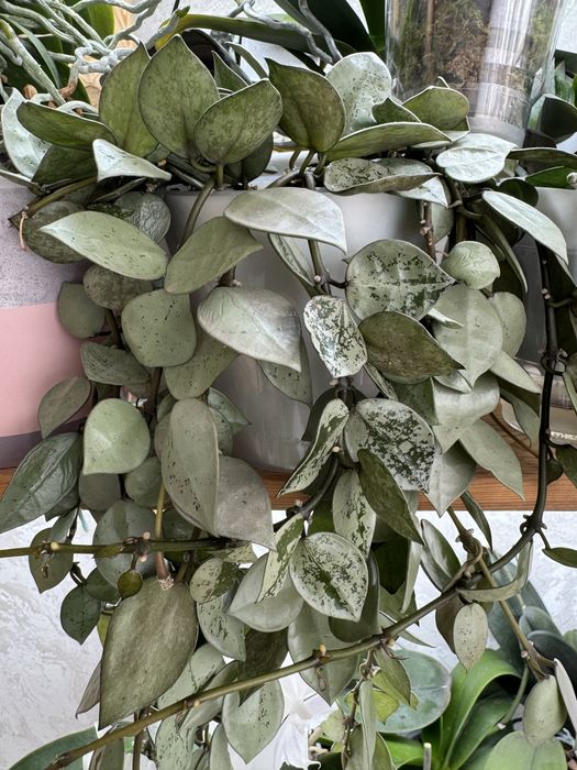 Продам черенки хойи Lacunosa”eskimo”silver