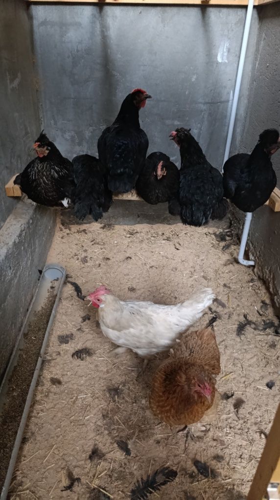 Продаются домашние куры несушки.