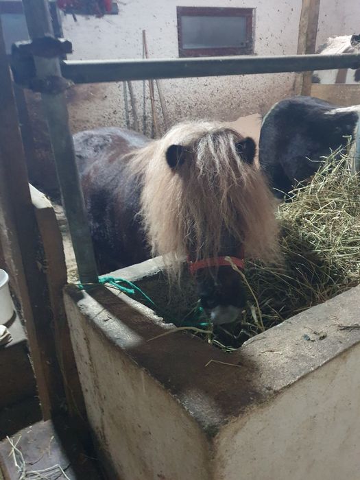 Poneițe gestante de vanzare