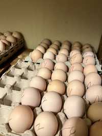 Vând ouă pentru incubat din rasa Australorp