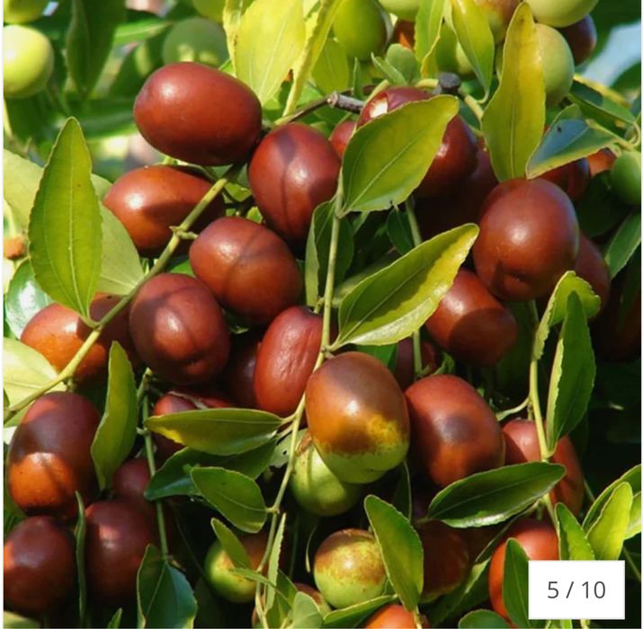 Curmal Chinezesc (Ziziphus jujuba), cu fructe dulci aromate