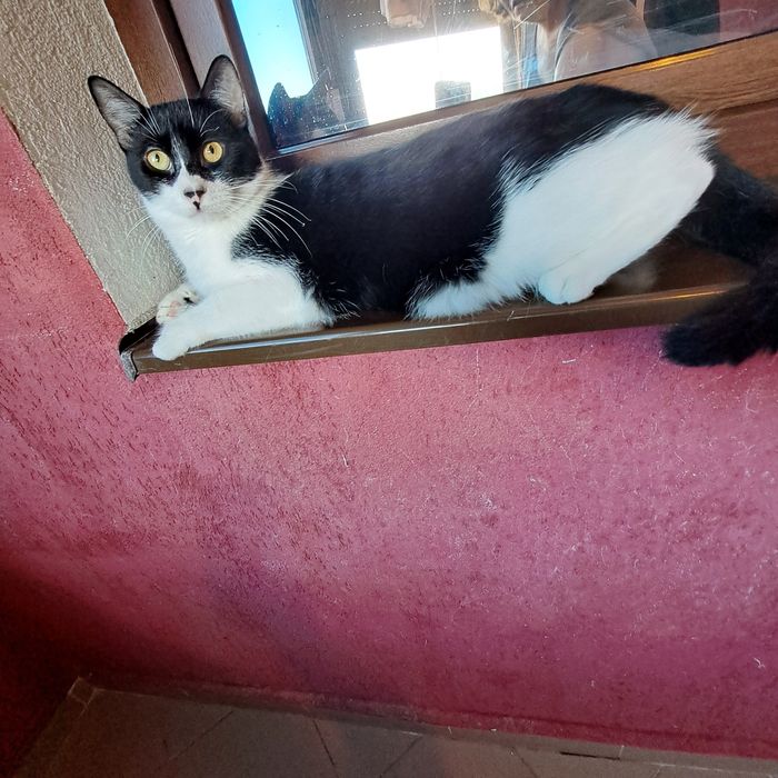 Adoptie pisica tuxedo castrata Seherezada