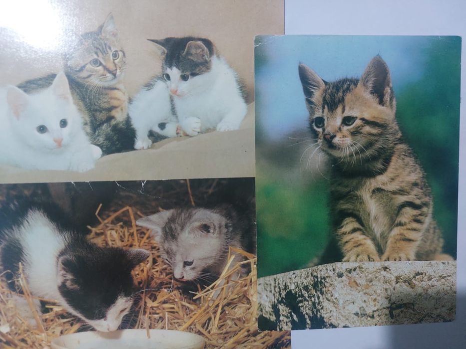 Открытки  котята