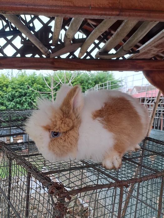 Iepurasi cap  de leu