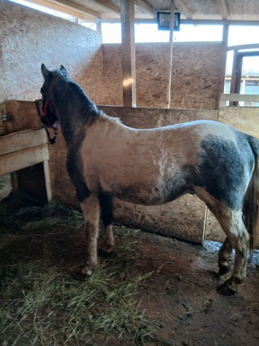 Mânz pinto bland/schimb