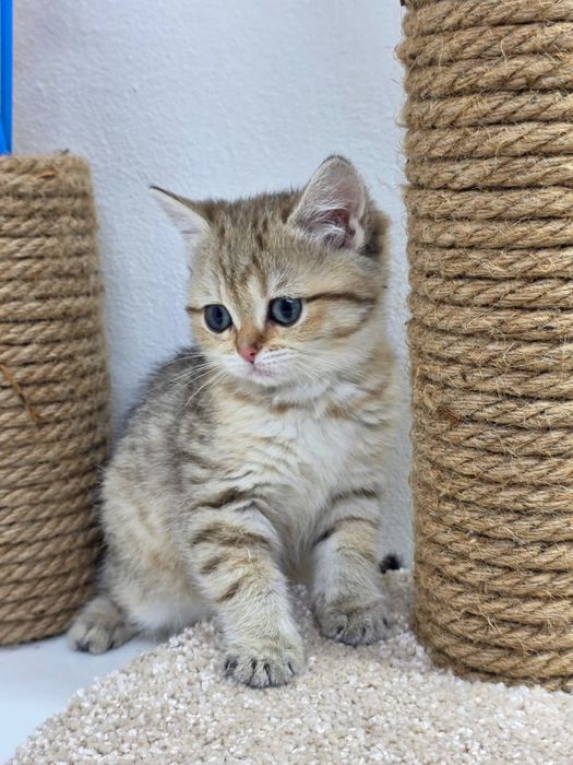 БриТансКие КоТяТа ДевОчки