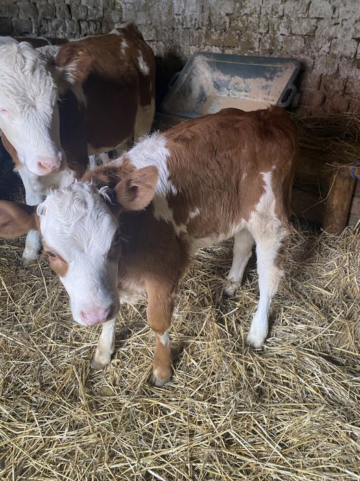 vand 2 vitele frumoase