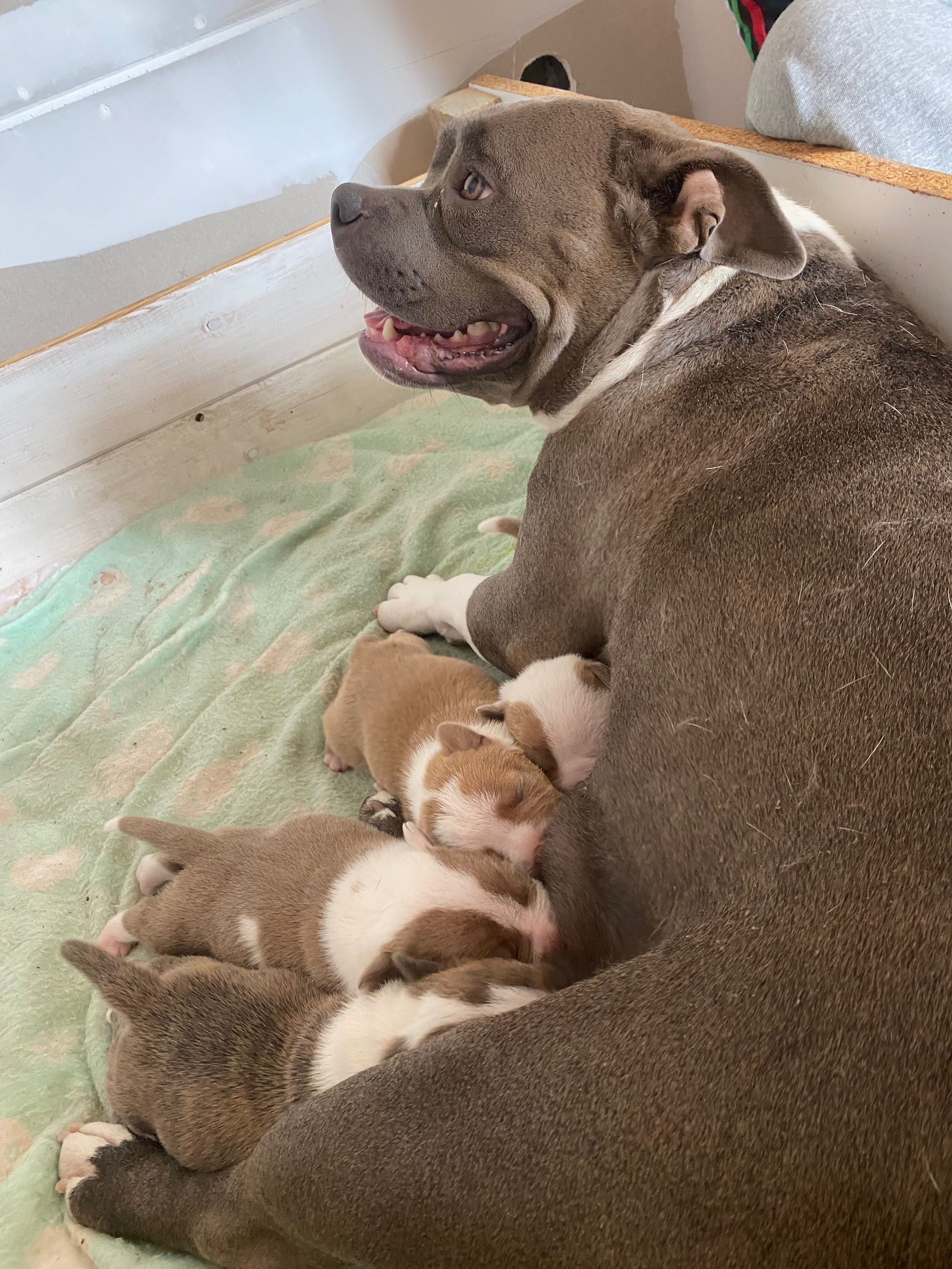 American bully pocket бебе