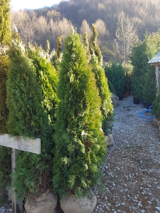 Tuia smarald 1.50m 1.70m aclimatizata calitate extra
