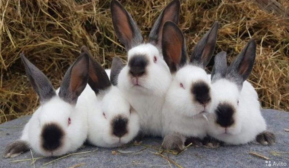 Прадаётся кролик