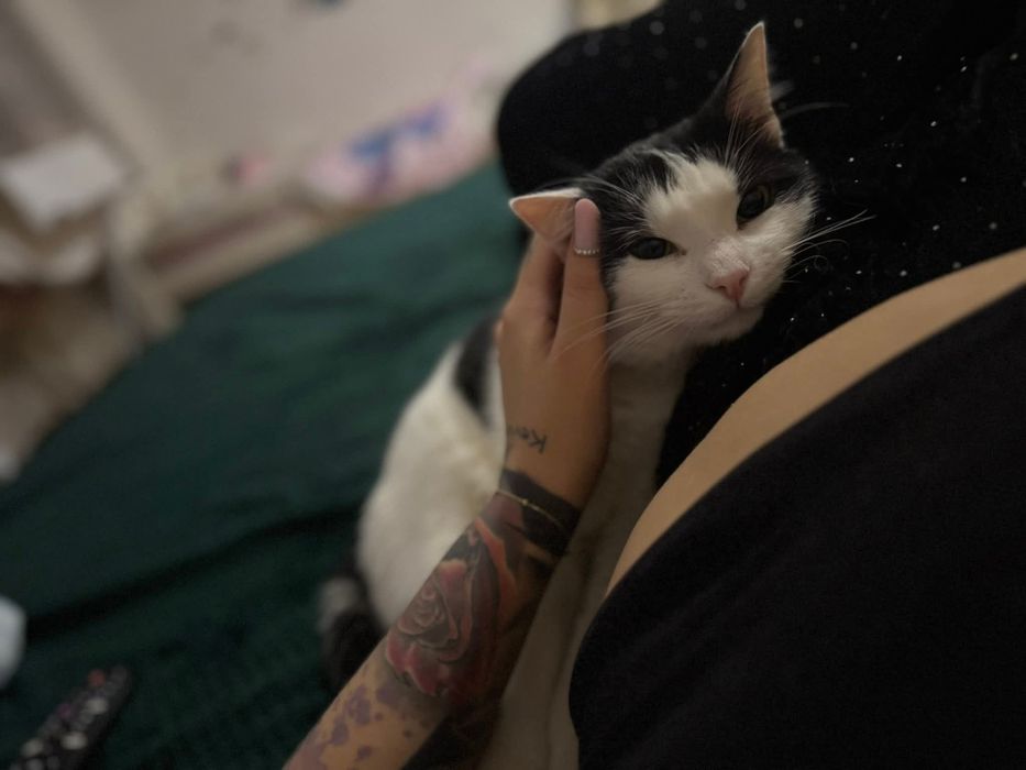 Donez motănel castrat NOROCEL