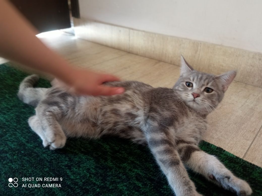 Скотиш мушукча угил бола. Жудаям акилли.шерсти мулойим