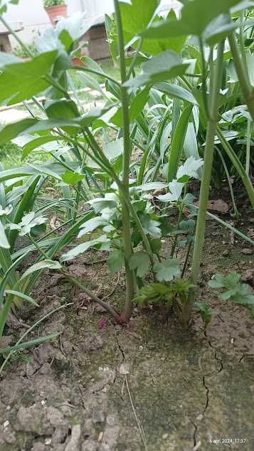 Leustean bio de gradina, plante cu radacina