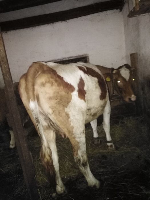 Hi Junică gestantă în 6 luni