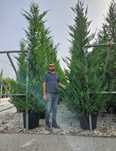 Tuia smaragd și leylandii 2.3m - 2.5m/ calitate extra/ super oferta