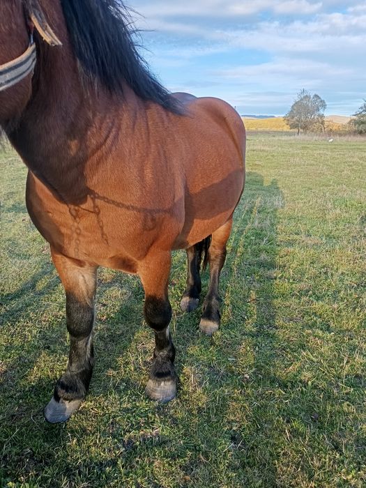 Vând iapa și mânji