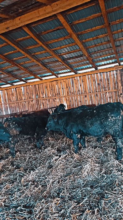 Vând vitei de angus