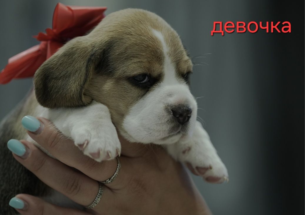 Щенки породы Бигль