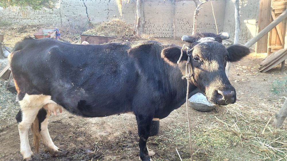 Ona bola sigir sotiladi