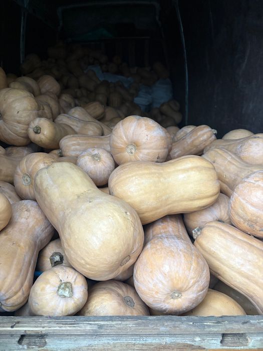 Тикви матилди среден размер