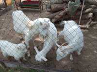 козы порода лама