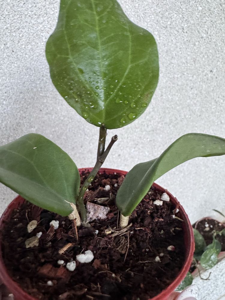 Hoya  surigaoensis - крупнолистная хойя,  доставка  (30000)