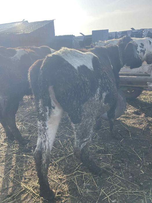 Vând 3 junici la prima fătare au 5-6 luni vițelul in ele fata de drept