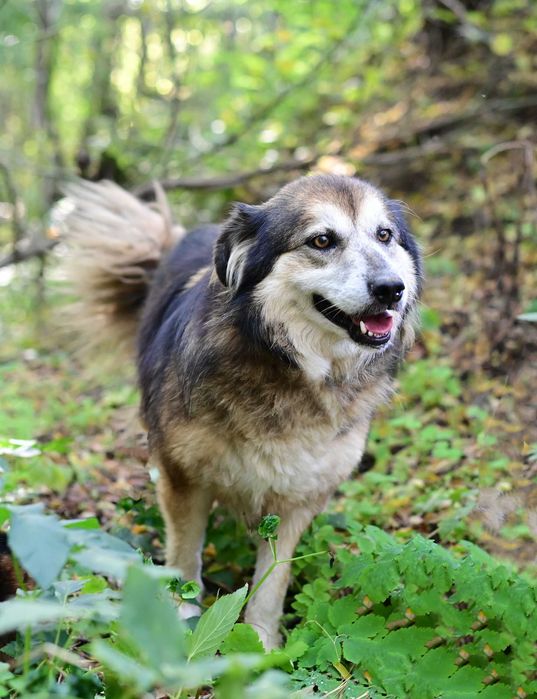 Câine pentru adopție