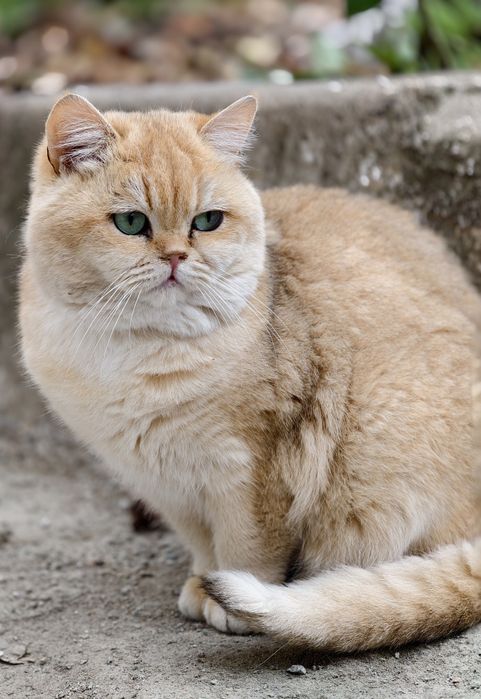 Кот британская золотая шиншилла