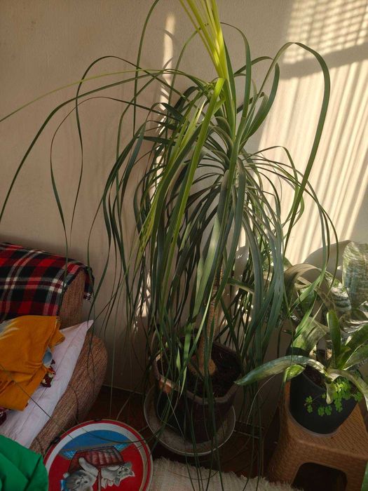 Продавам кактуси, нолина