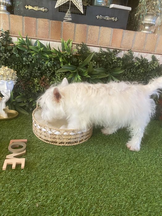 Westie alb imaculat – cățeluș deosebit, disponibil acum
