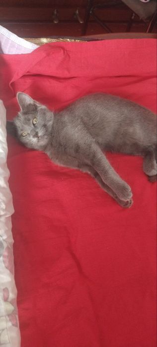 Skotsh strayd qiz mushukcha sotiladi aqilli uyinqaroq