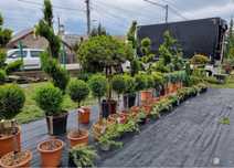 Plante ornamentale orice specie oriunde in tara