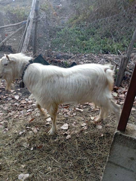 Animale și păsări