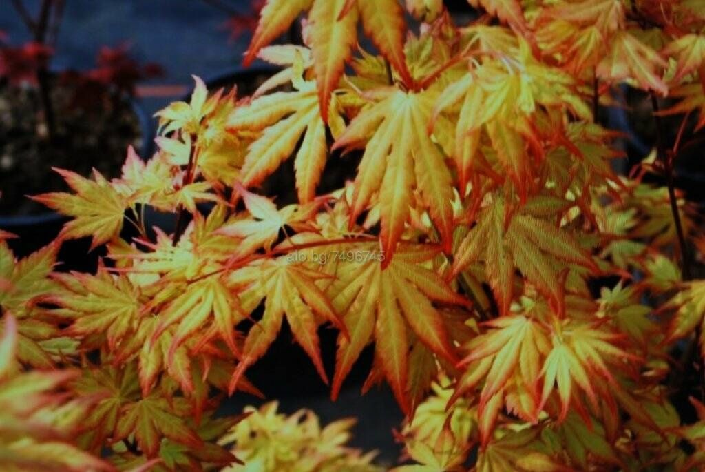 Японски клен Orange Dream