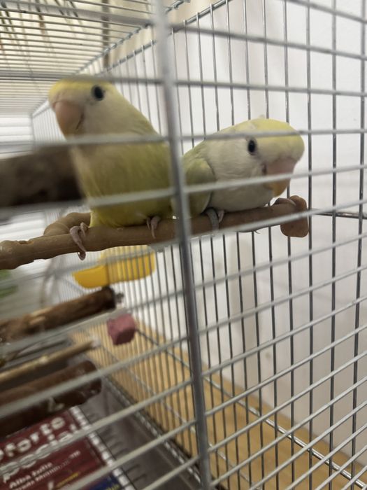 vand papagali agapornis