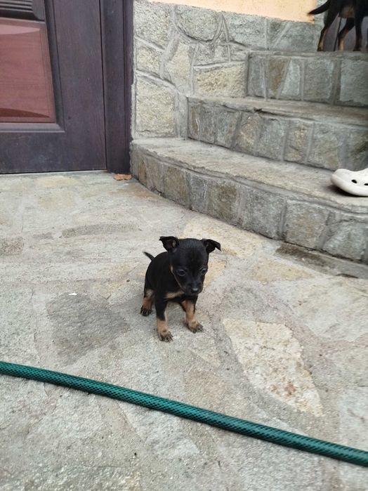 Малки пинчерчета