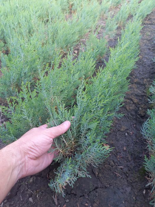 Tuia-thuja biota