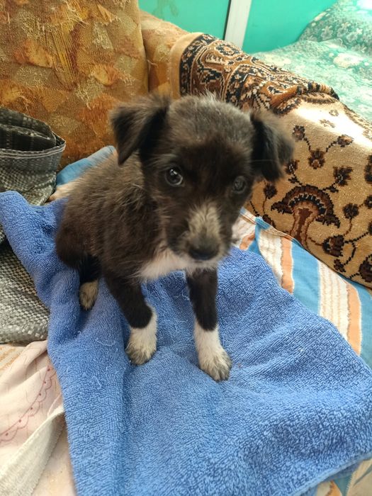 Отдам бесплатно щенка