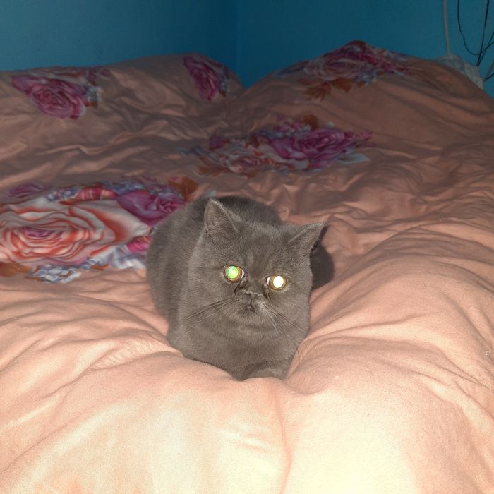 British shorthair cu pedigree