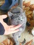 Отдам котёнока в добрые руки